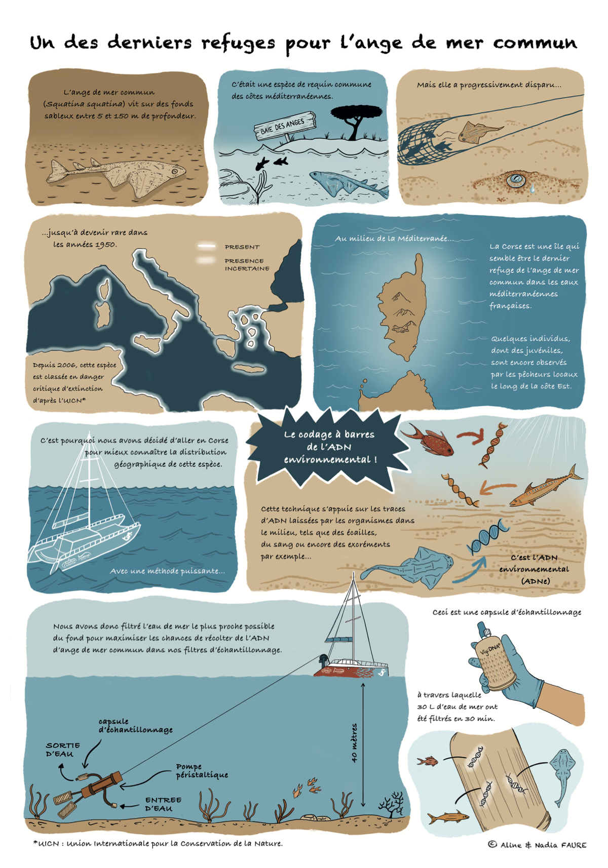 Première planche française : l’ange de mer en Méditerranée et la collecte de l’ADN environnemental en Corse.