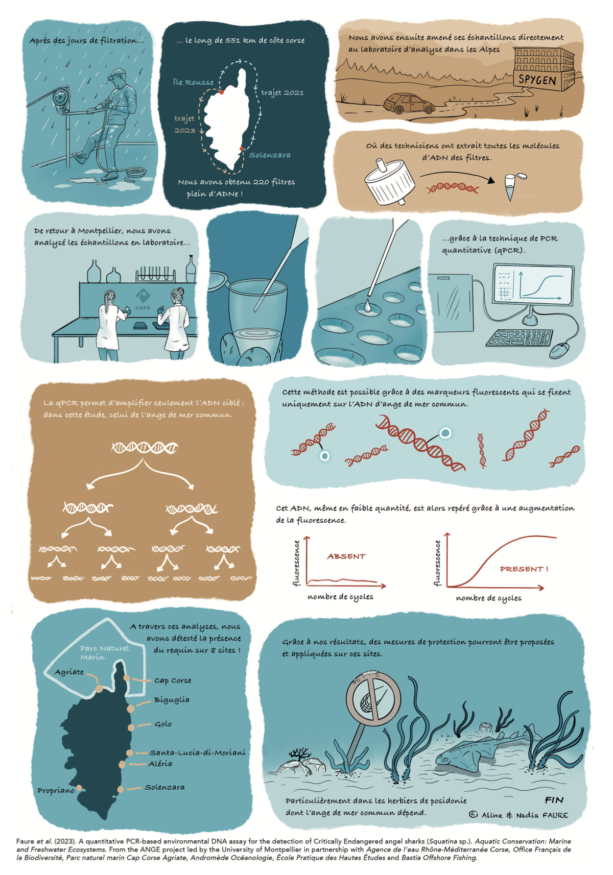 Deuxième planche française : analyses en laboratoire, détection de l’ange de mer et enjeux de protection.