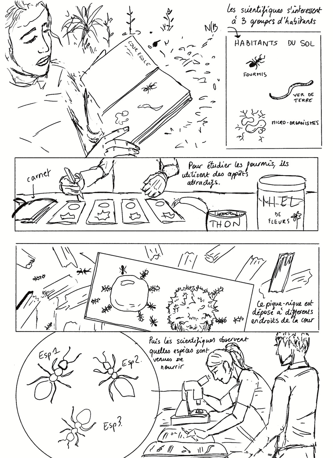 Croquis de la page sur l'étude des fourmis : préparation des appâts, dépôt dans la cour et observation des espèces.
