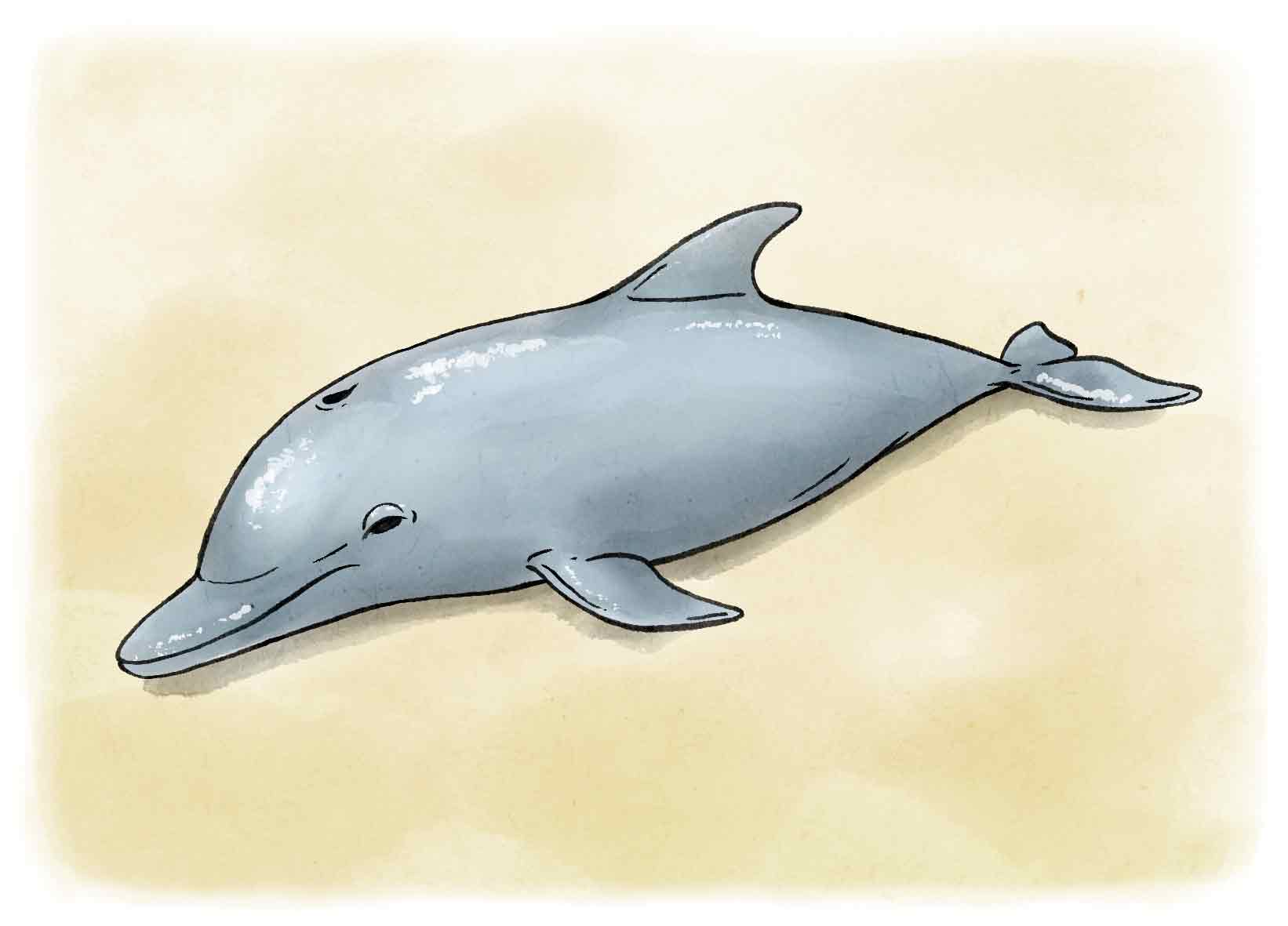 Dauphin à l’aquarelle.