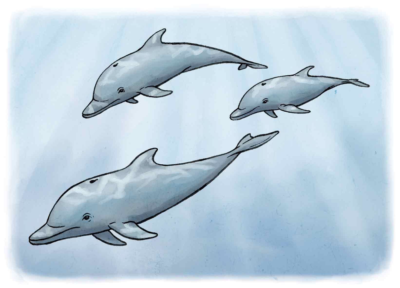 Trois dauphins nageant ensemble.