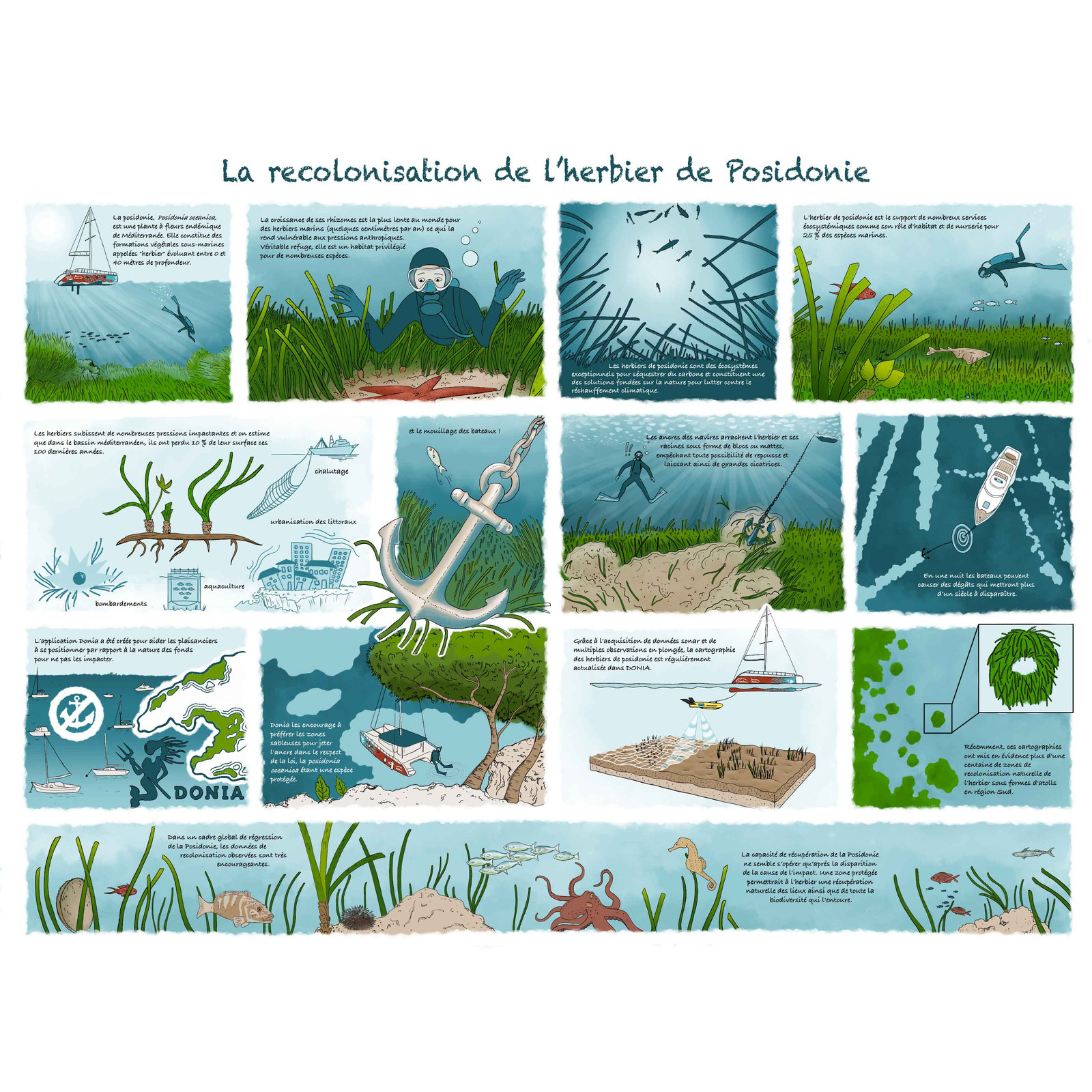 Planche de BD sur la recolonisation des herbiers de posidonie.