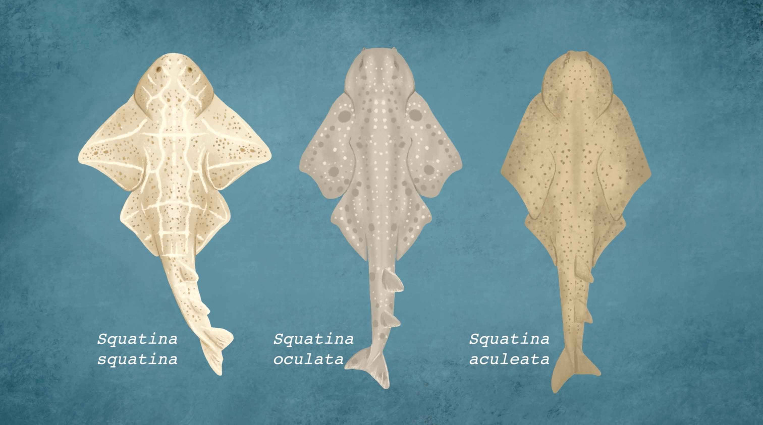 Trois espèces d’anges de mer vues de dessus.