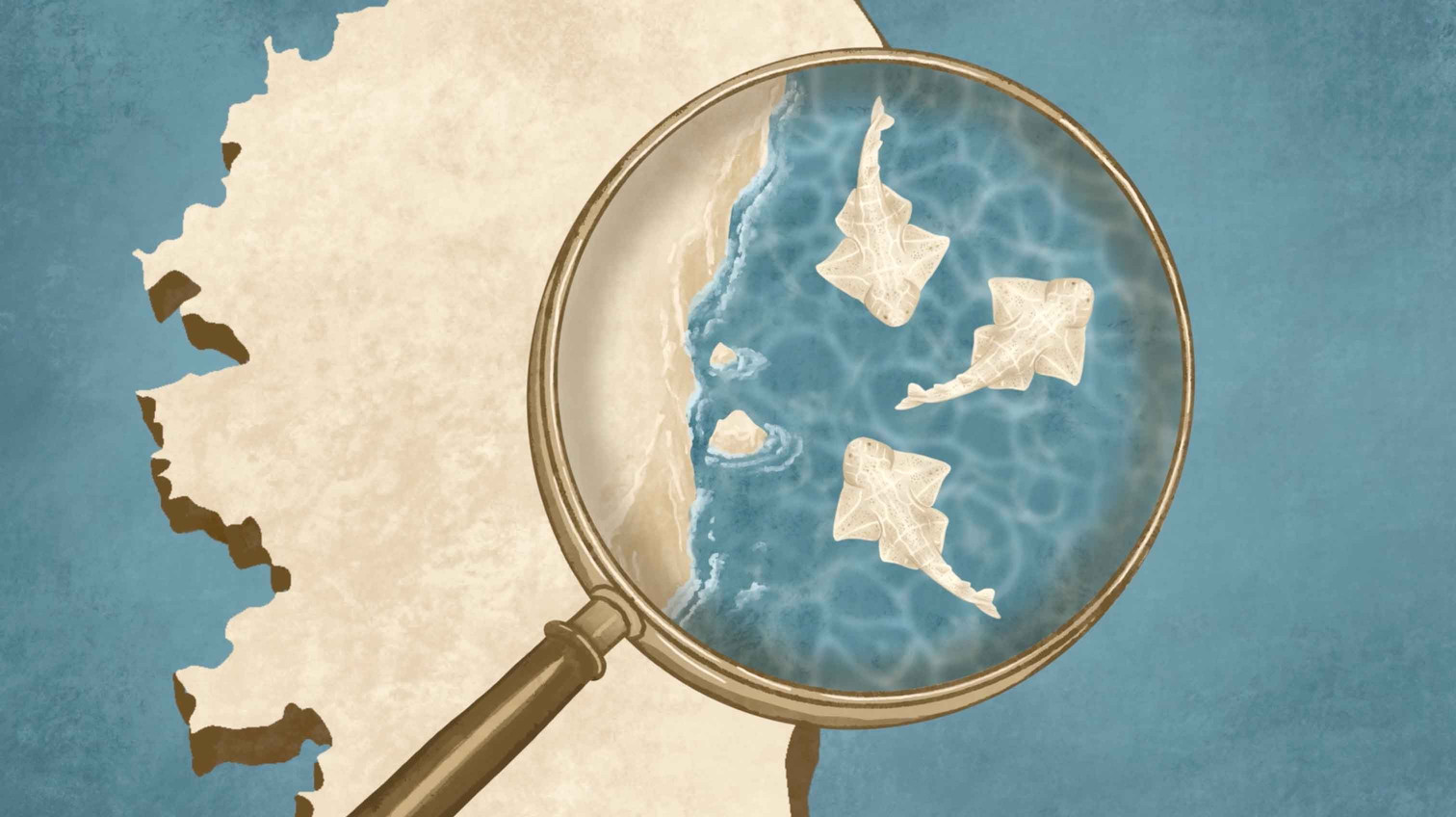 Loupe sur la répartition des anges de mer.