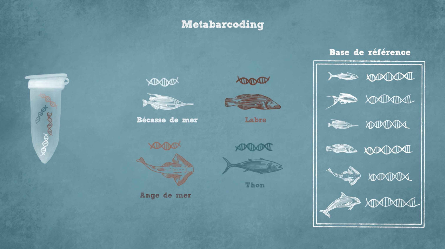 Schéma de metabarcoding et d’identification des espèces.