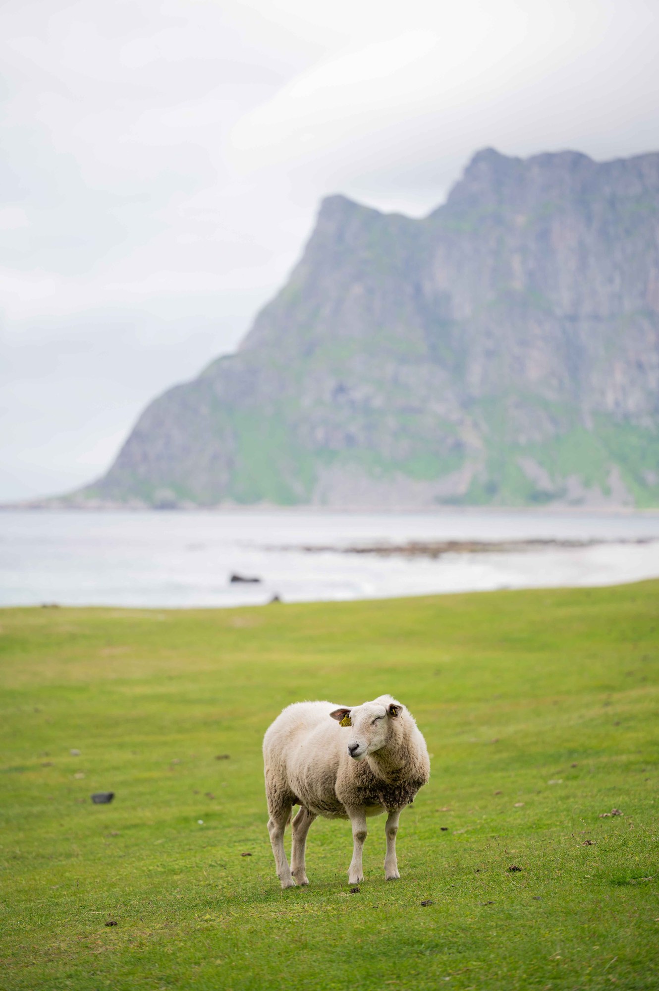 Mouton dans une prairie près de la mer.