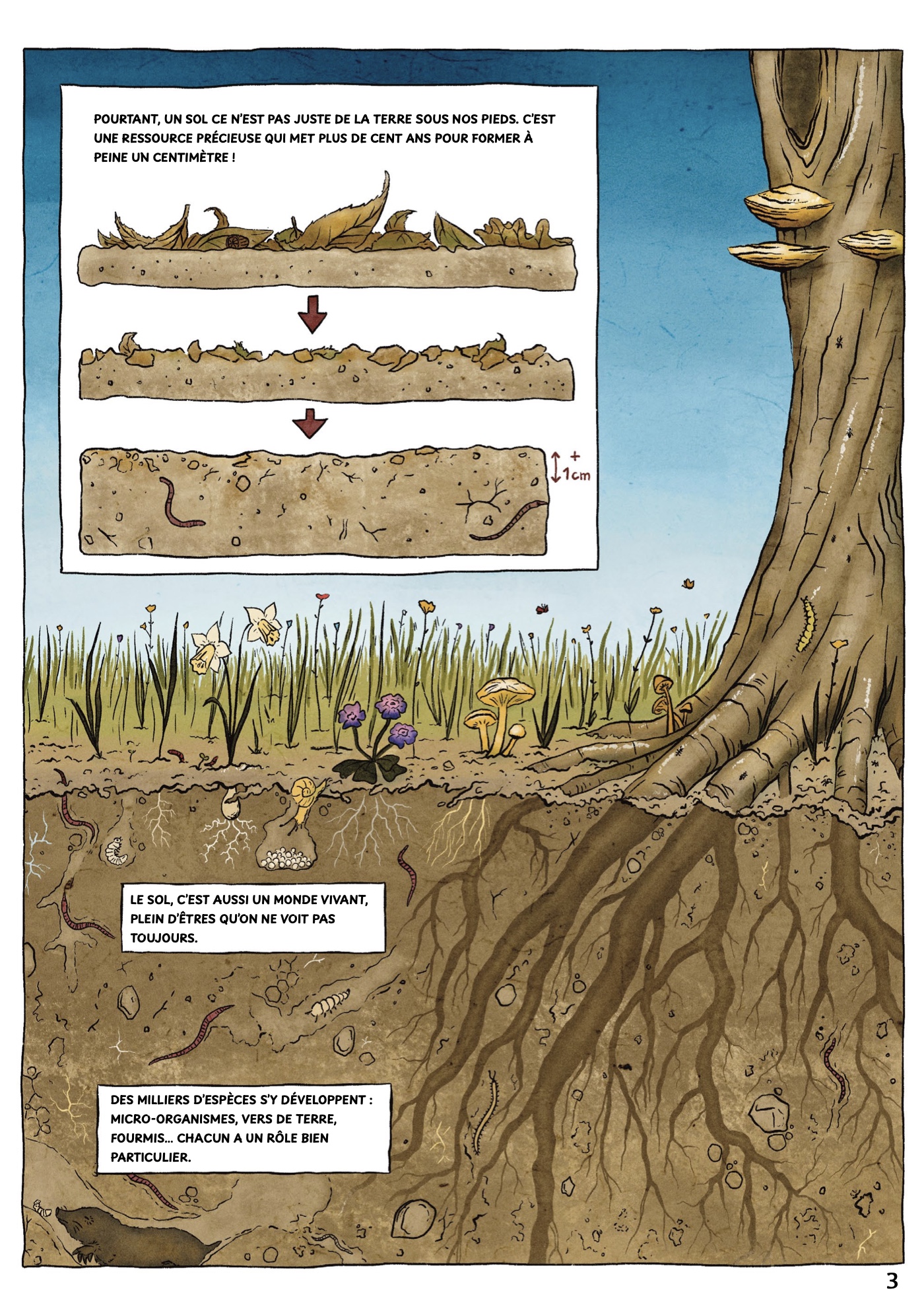 Page 3 : un arbre, ses racines et les couches du sol représentées en coupe.