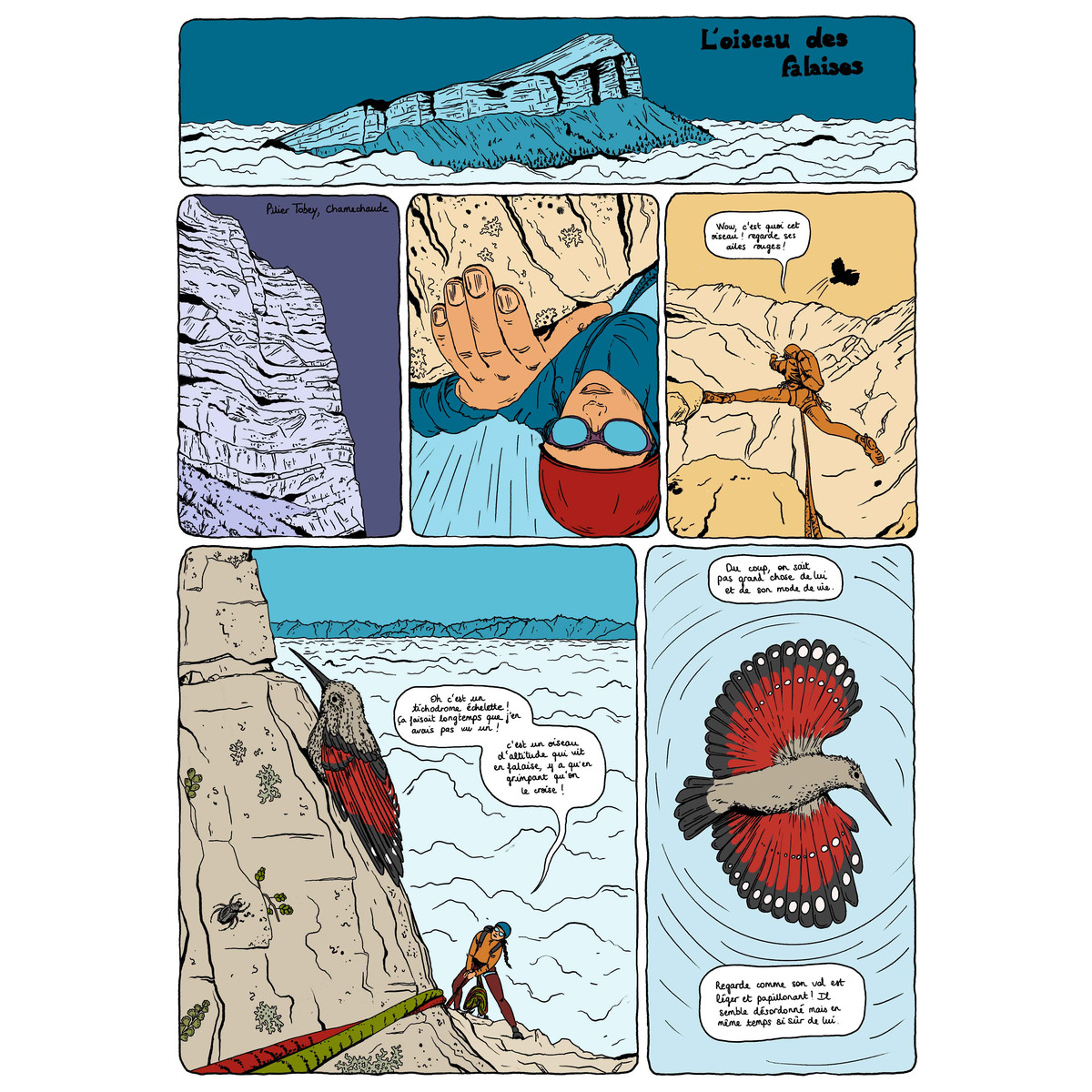Extrait de BD sur le tichodrome échelette.